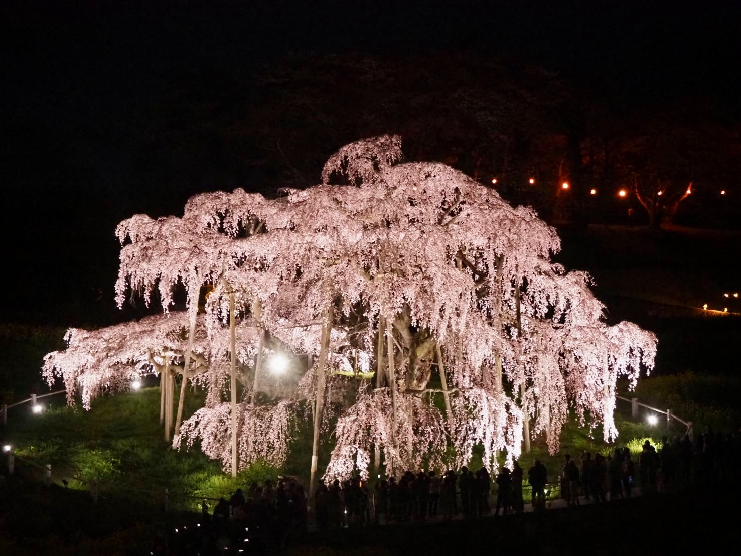 三春滝桜ライトアップコース | 孫の手トラベル