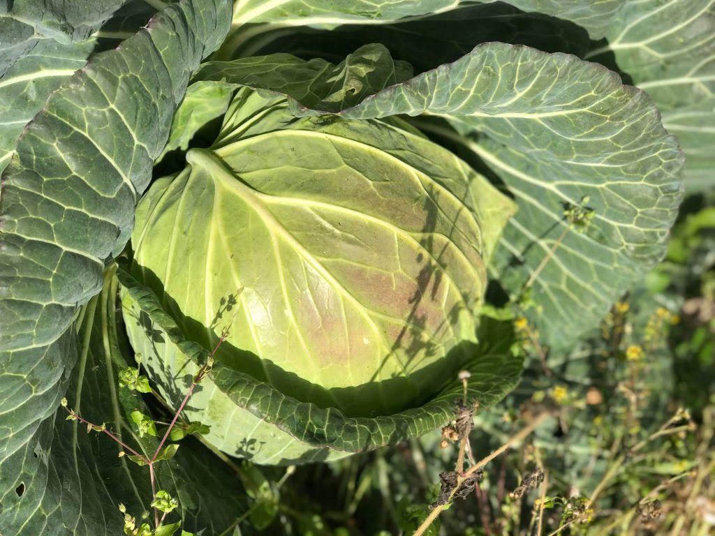 Foodcamp ツアー 一覧 5ページ目 6ページ中 孫の手トラベル